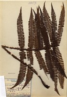 藏品(頂囊擬鱗毛蕨)的圖片